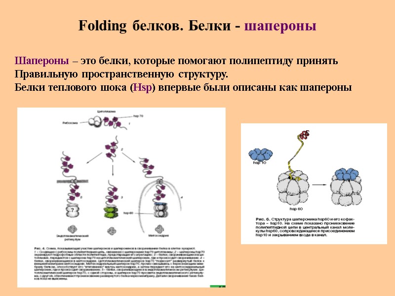 Folding белков. Белки - шапероны  Шапероны – это белки, которые помогают полипептиду принять